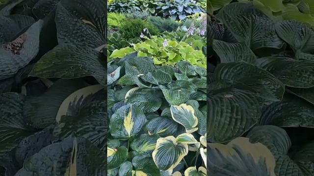 2 августа 2022 г. Сад хост в Бийске. .Hosta garden tour 2022#хоста#хосты#