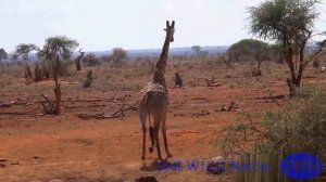 Как попить воды жирафу? Как подать воду на высоту 5 метров? Ответ: жирафы пьют воду, склоняя колени