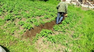 Окучивание картошки
