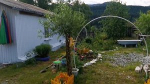 ??Прогулка по САДУ Клематис Тайга МОИ ЛИЛИИ Плетеная ИВА Кудрявая Матсудана Тортуоза РОЗЫ