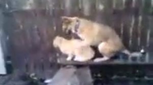 Собака домогается к кошке!