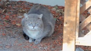 Northern Flicker, Speedy, Fluffy, Coyote, Kali and Grey Cat, RedTailed Hawk and Park Birds