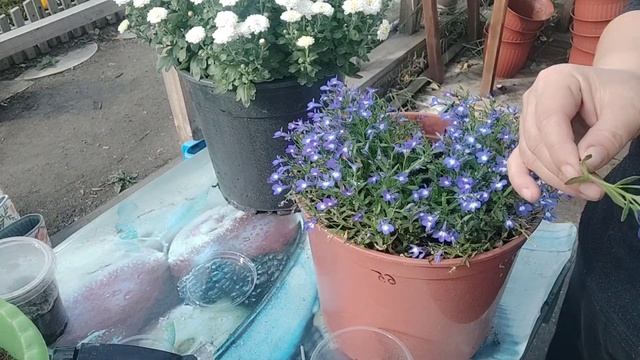 Лобелия вегетативная . Забыла про лобелию ? Срочно черенкую