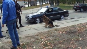 Пес 5 Мухтар