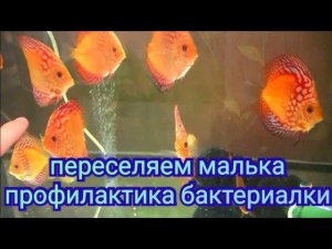 Переселение и профилактика малька. Лечим старых Дискусов