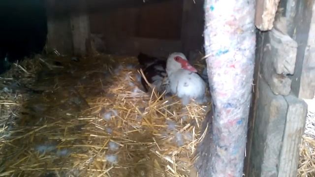 Утиная кладка яиц смотреть онлайн