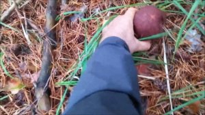 Boletus pinicola / pinophilus (kaskabeltza, cep, porcini, calabaza, rosso...)