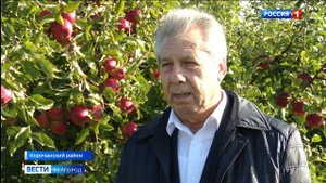 В Корочанском плодопитомнике идет сбор яблок поздних сортов