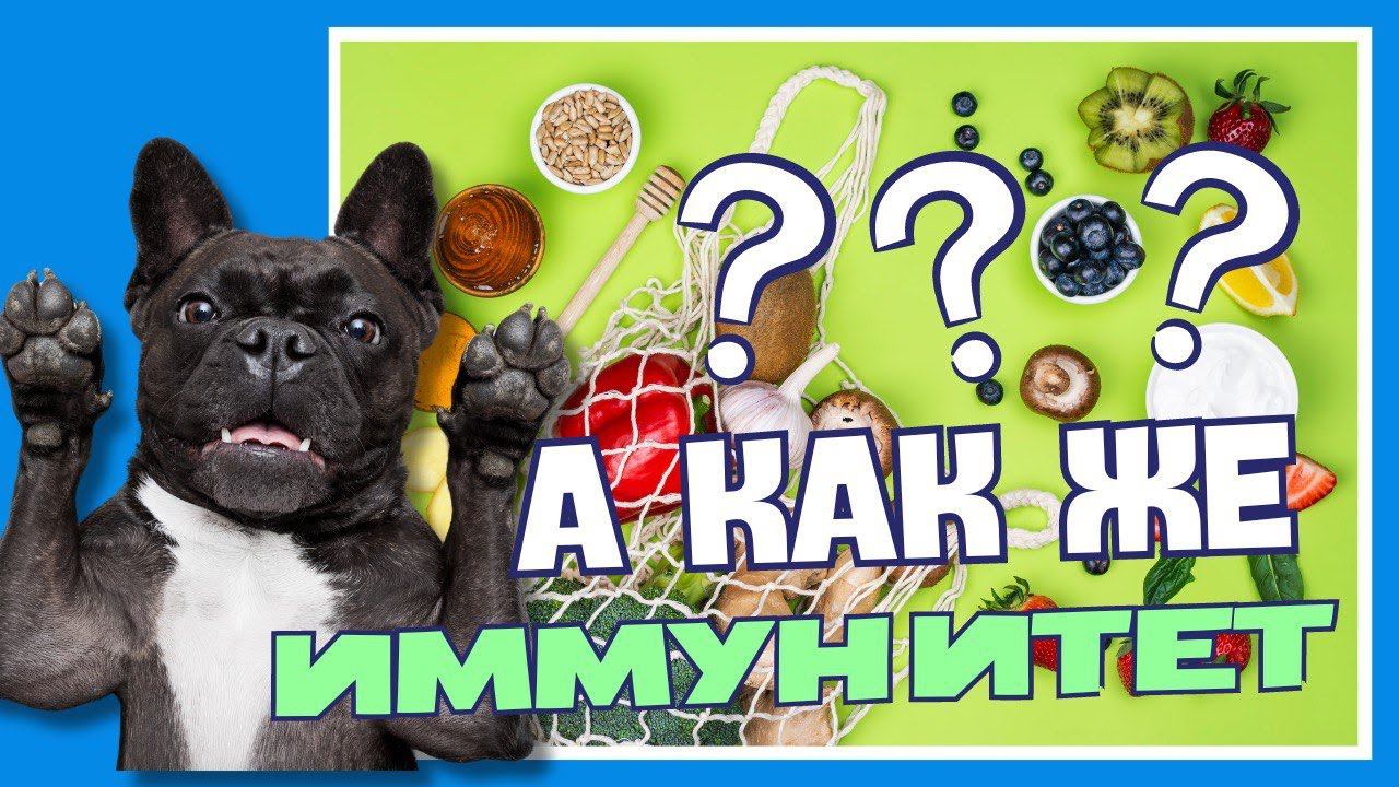 Защищаем иммунитет собаки. Влажный корм смотреть онлайн