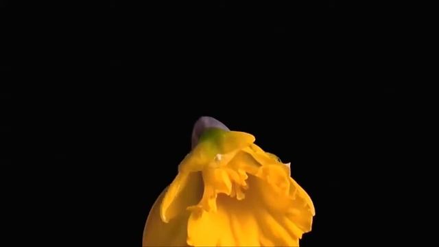 Цветущее лето. Как распускаются цветы смотреть онлайн