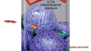 Астра пионовидный Синяя башня (sinyaya bashnya) ? обзор: как сажать, семена астры Синяя башня