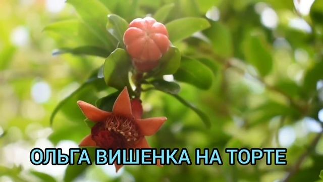 НИНКА РЕШИЛА ОБОЖРАТЬ УРАЛКУ. ПИРАТСКАЯ ЖИЗНЬ. ОБЗОР ВЛОГА.