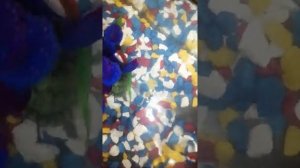 Содержание красноухой черепахи в домашних условиях?