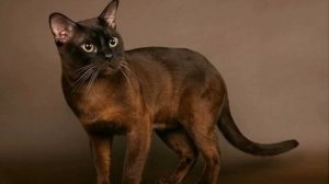 Породы кошек: разновидности и их описание