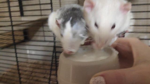 СМЕШНЫЕ ДОМАШНИЕ КРЫСЫ И ЙОГУРТ 3℅. ПРИКОЛ. Влог#47 dumbo rat