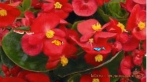 Бегония вечноцветущая Ред 🌿 вечноцветущая бегония Ред обзор: как сажать, семена бегонии Ред