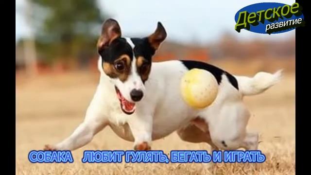 СОБАКА (тема: Домашние животные) для 3-5 лет смотреть онлайн