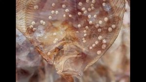 Знаменитый одесский рынок «Привоз»