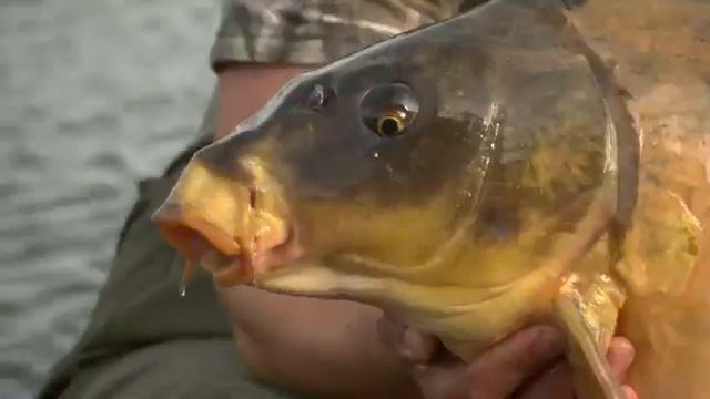 Korda Kontour Mainline Bristol Angling Centre смотреть онлайн