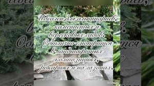 Можжевельник Шлягер