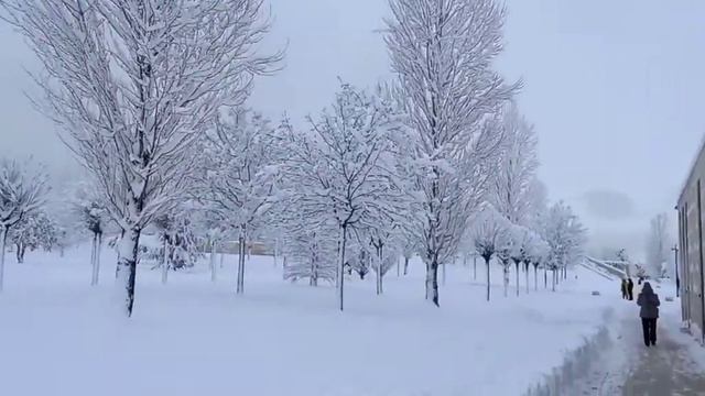 пальмы в снегу смотреть онлайн