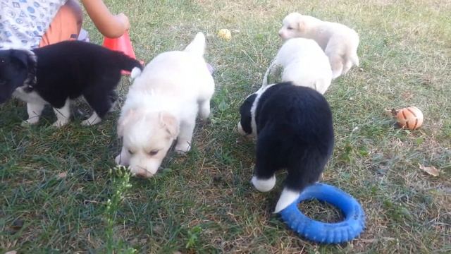 Щенки бордер колли 26 дней Социализация 4 смотреть онлайн