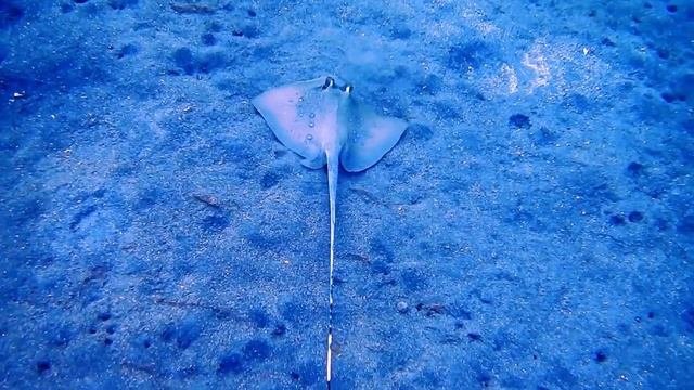 Интересные факты о скатах(Interesting Facts About Stingrays).