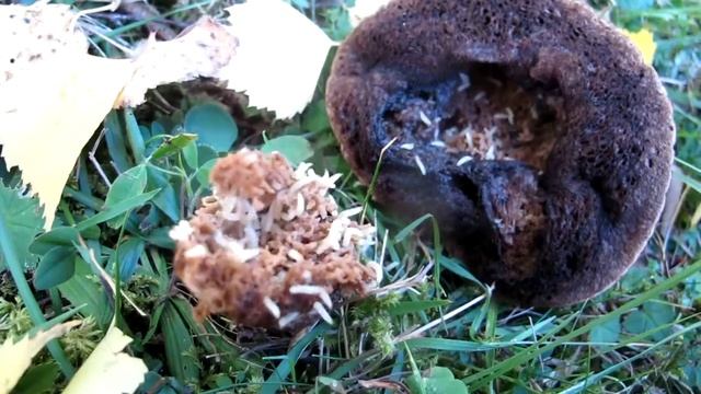 Драйвові хробаки. смотреть онлайн