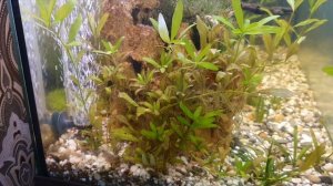 #EHEIM #Tetra Выбираем распылитель для правильной подачи воздуха