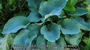 Хоста Зибольда