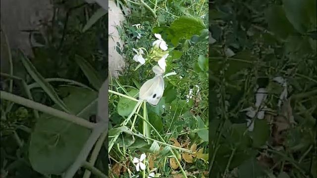 Cabbage White Butterfly ?sucks nectar from flower... #insects #butterfly