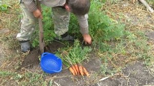 Первый урожай моркови со своего огорода. Для плова.