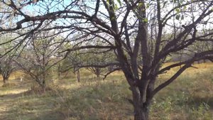 Грушевый сад