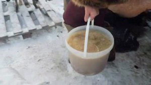 Спасительница собак  В Пыть Яхе женщина организовала собачий приют