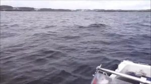 Рыбалка в Териберке 19. Встреча с китом.