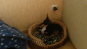 Dog Toy terrier Krista sleep\Собака той терьер Криста спит