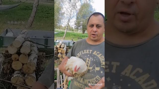 Суповая курица или цыпленок для жарки?
