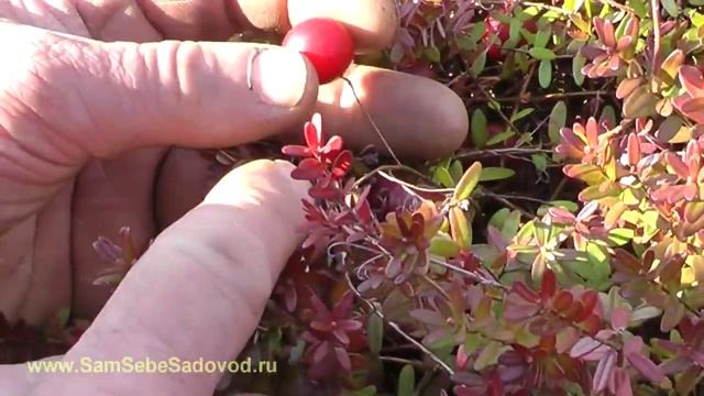 КАК вырастить МНОГО клюквы на своем участке? Выращиваем и размножаем крупноплодную клюкву смотреть онлайн