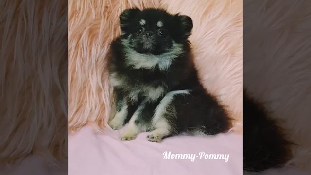 Шпицуля забавно шевелит ушками. Очень мило!