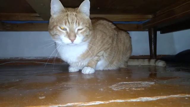 кот-терминатор смотреть онлайн