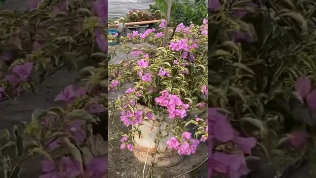 Golden summer purple bougainvillea. #garden #plant #gardening #nature смотреть онлайн