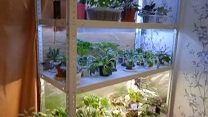 Вытягивается рассада? Вентиляция стеллажа. Без ГРИБКА и ПЛЕСЕНИ