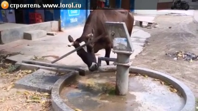 находчивая корова смотреть онлайн