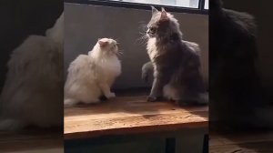 Разница между мейн-куном и обычным котом