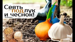 Опытные садоводы сеют этот сидерат под лук и чеснок осенью и получают потрясающий урожай!