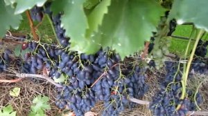 Обзор винограда "Надежда Азос"