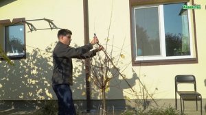 Формировка в виде шарика! Обрезка миндаля!