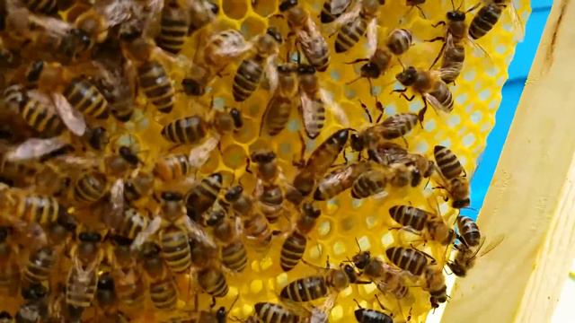 Матка поет.Однодневная карника смотреть онлайн