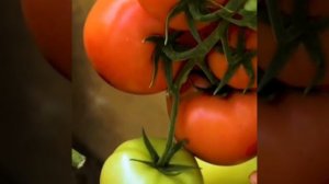 Томаты Лось Ф1 Желтый И Розовый // Томат Стерлядь Ф1 // В ОБНОВЛЕННОМ Каталоге 2022 г