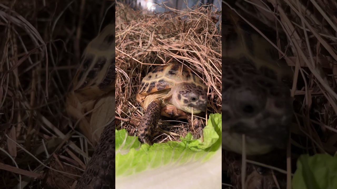 Еда! #shortvideo #москва #zoolife #экзотика #zooanimals #зверьёмоё #zoo #черепаха #едадома #капуста